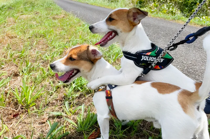 シャーロットちゃんとパパのジョージくん