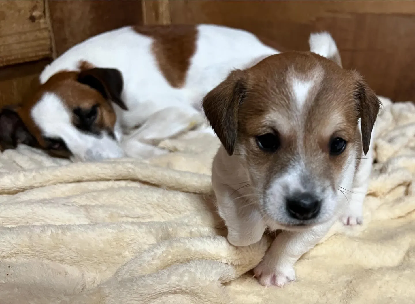 カメラを構えると必ずヨチヨチ走ってくる子犬ちゃん🐶