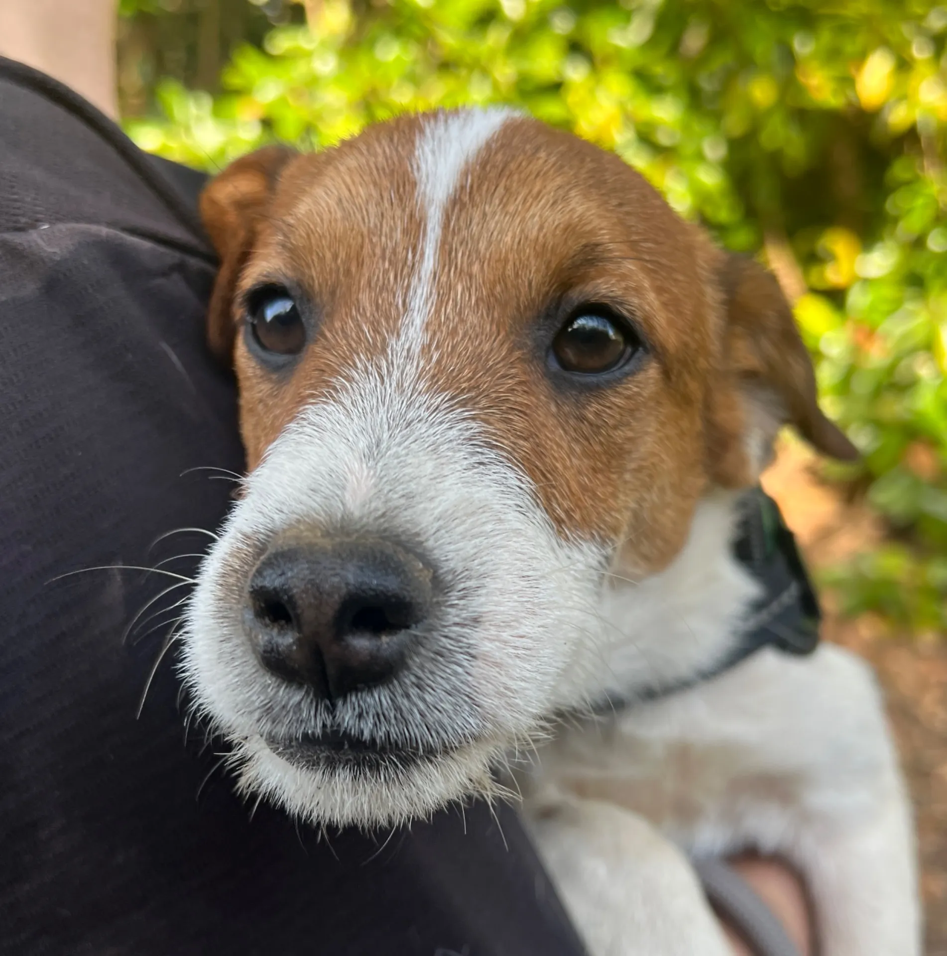 わさび長男くん、2025年10月3日生まれ