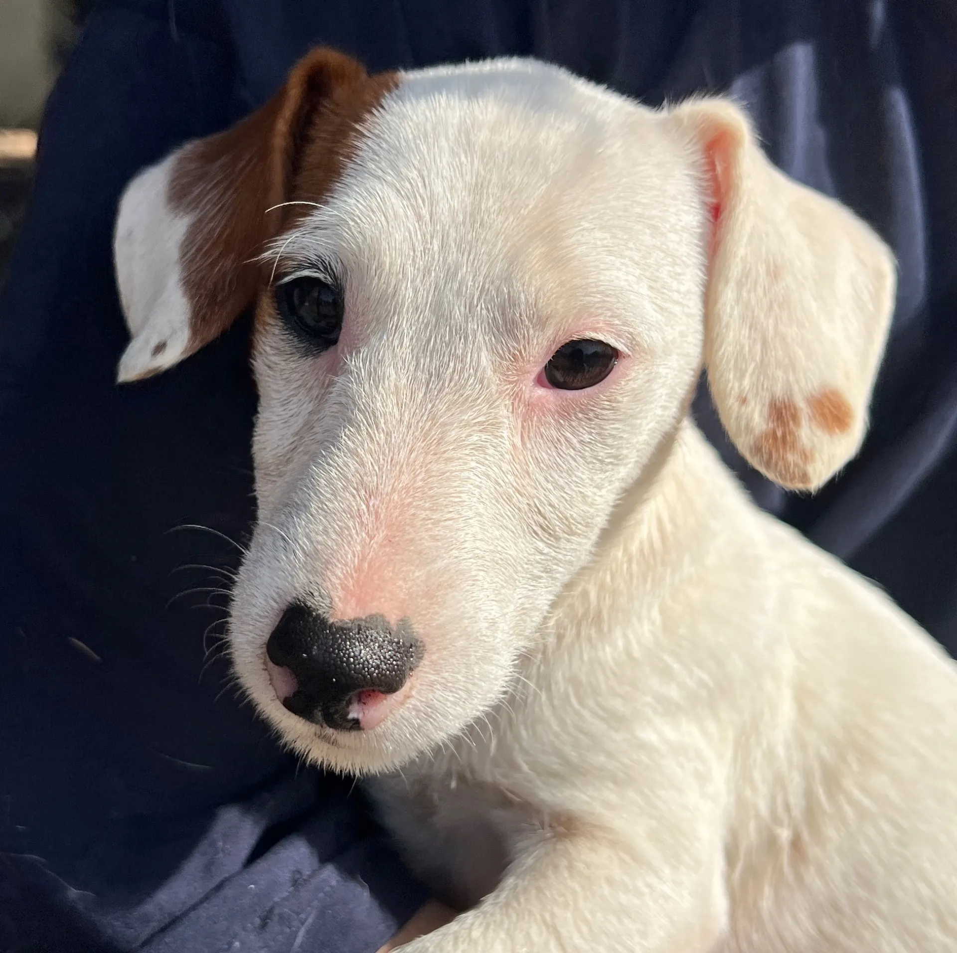 りあら五女ちゃん、2025年10月14日生まれ